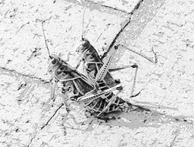 bugs mating